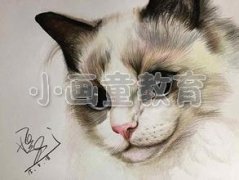 儿童如何用彩铅画出猫咪？